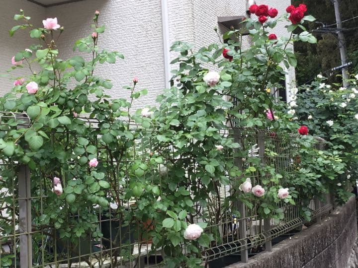 ♡M 様ご確認用です♡