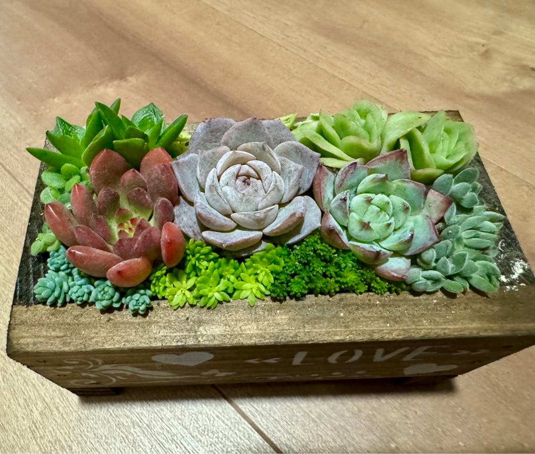 多肉植物 寄せ植え 木箱 アイスローズ ステンシル 木工 ちまちま寄せ