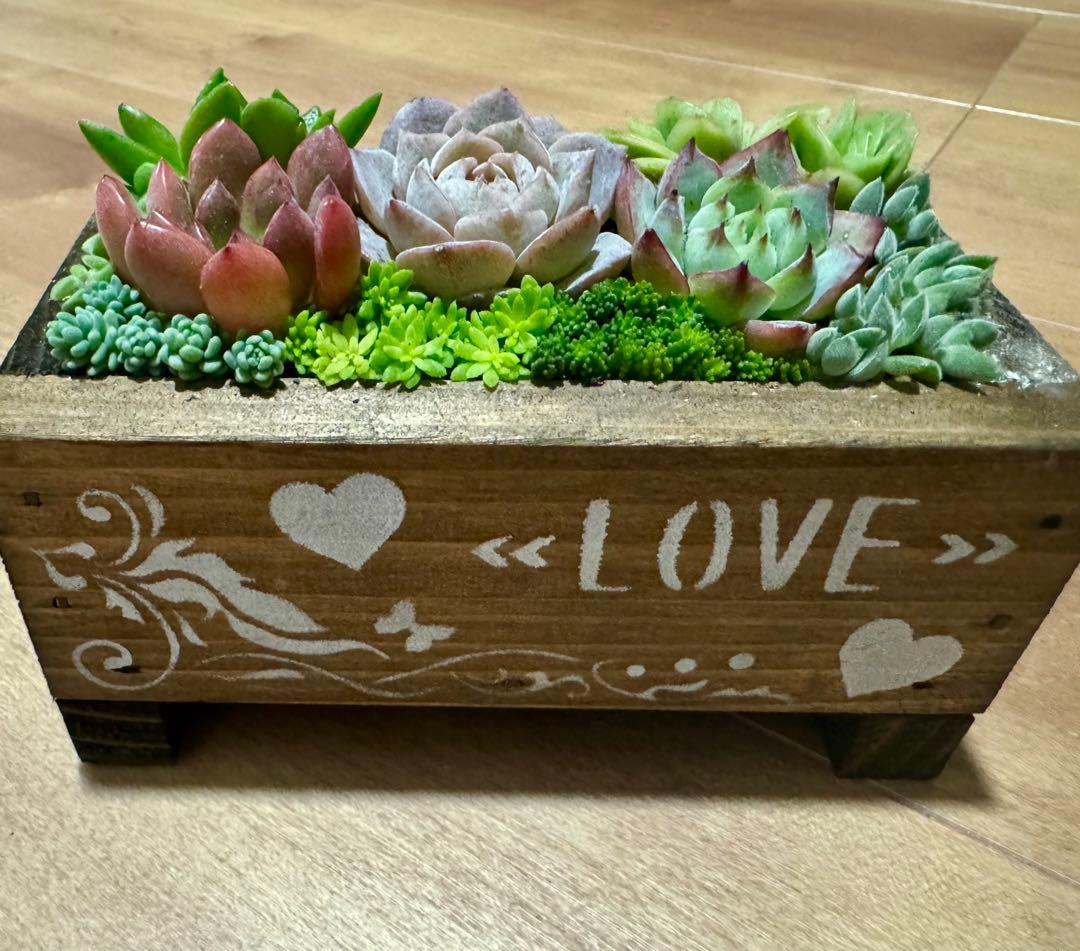 多肉植物 寄せ植え 木箱 アイスローズ ステンシル 木工 ちまちま寄せ