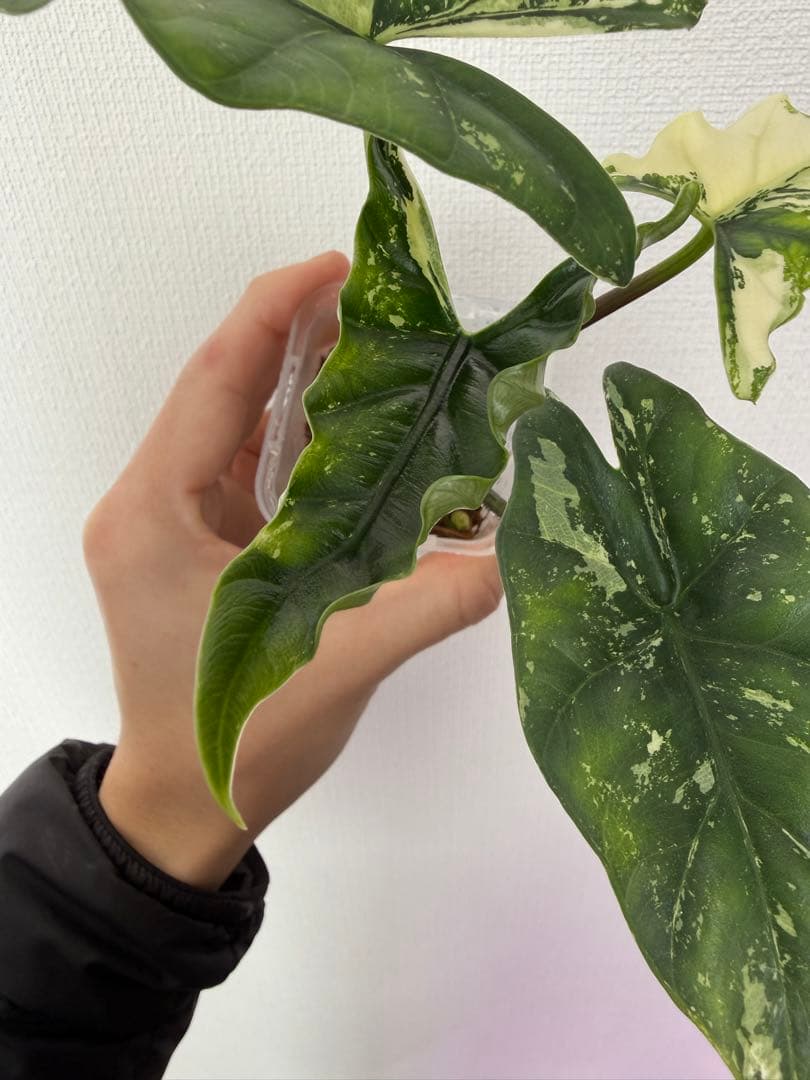 アロカシア　シンポバリエガータ変異個体とバンビーノピンク