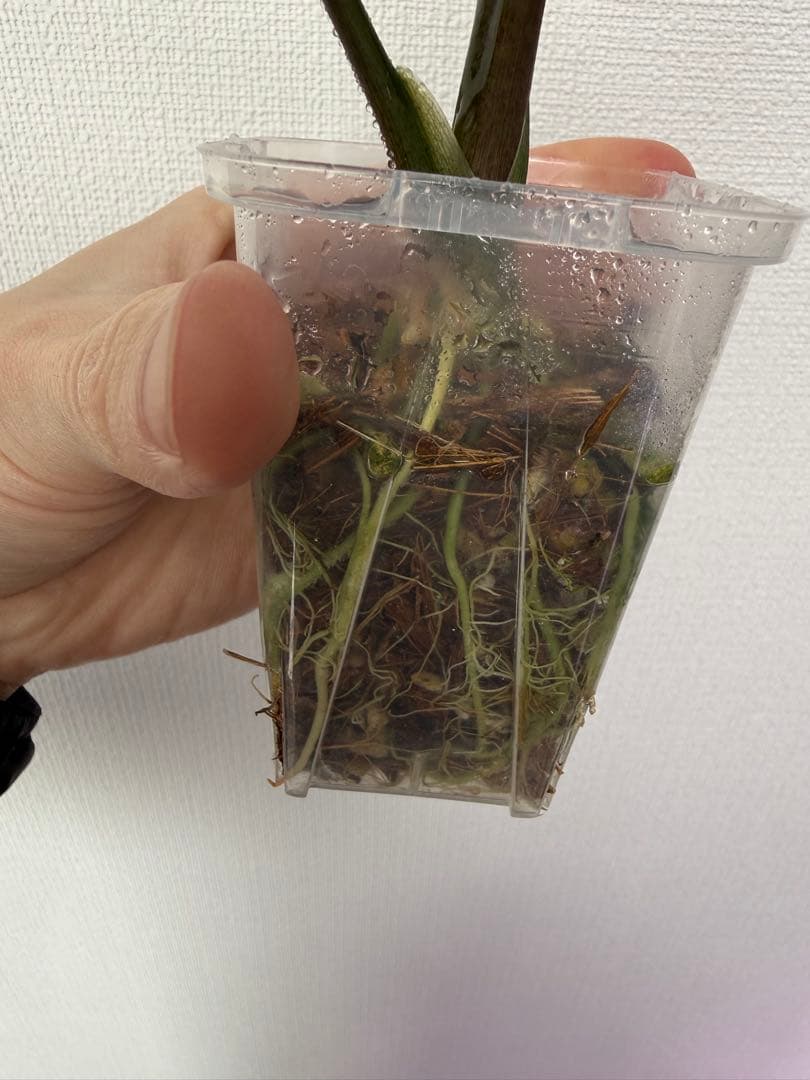 アロカシア　シンポバリエガータ変異個体とバンビーノピンク