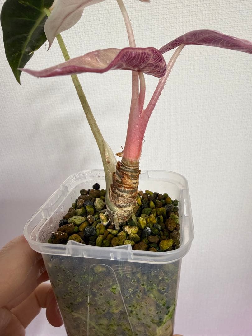 アロカシア　シンポバリエガータ変異個体とバンビーノピンク