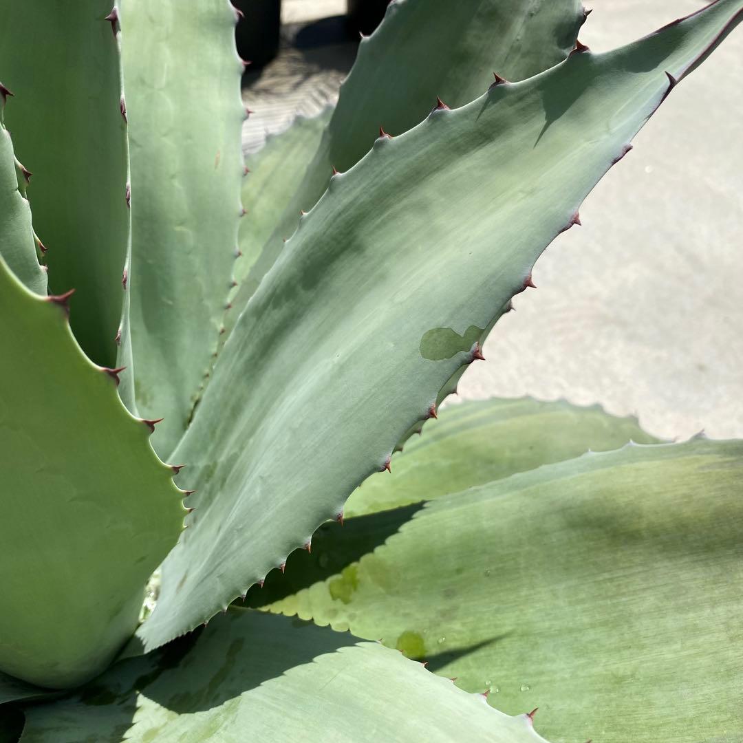 アガベ オバティフォリアバンジー 斑入り