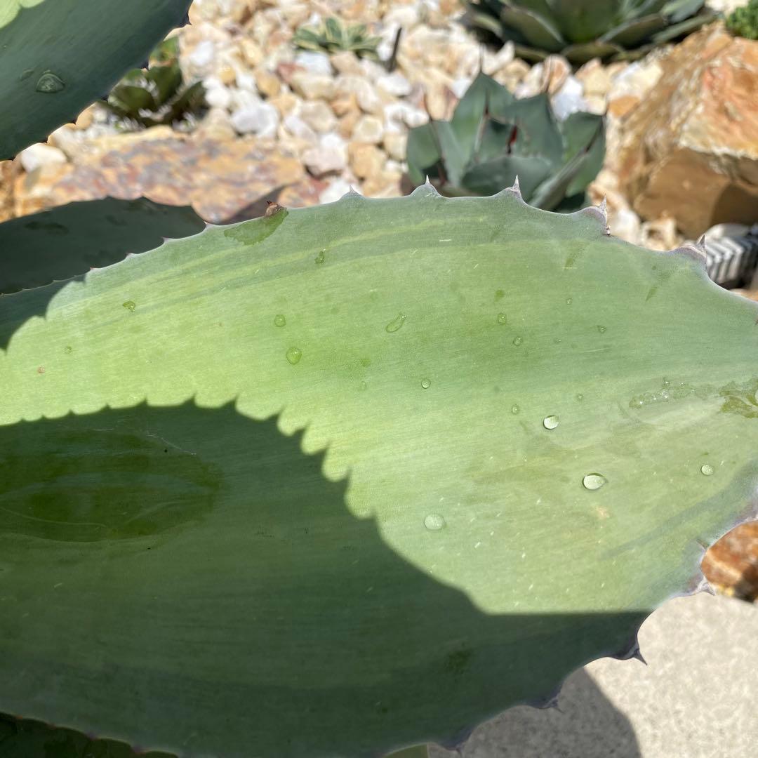 アガベ オバティフォリアバンジー 斑入り