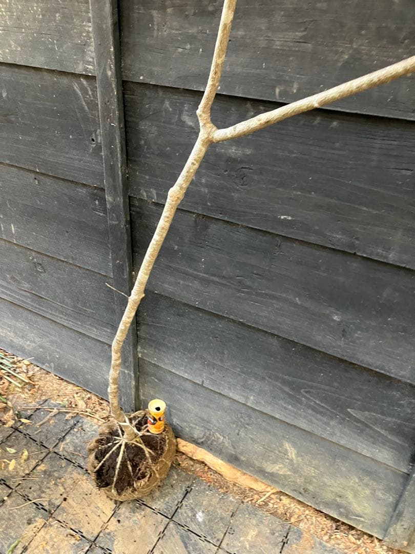 11 山採り　ヤマボウシ