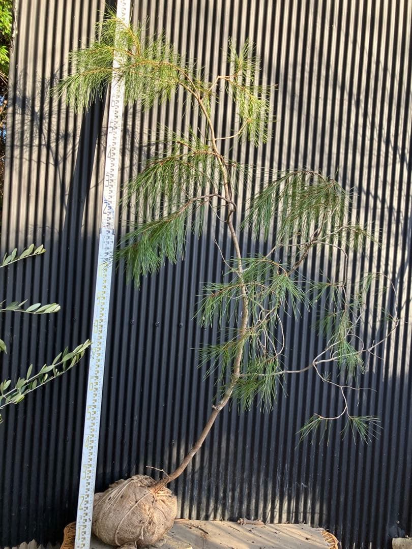 山採り　アカマツ