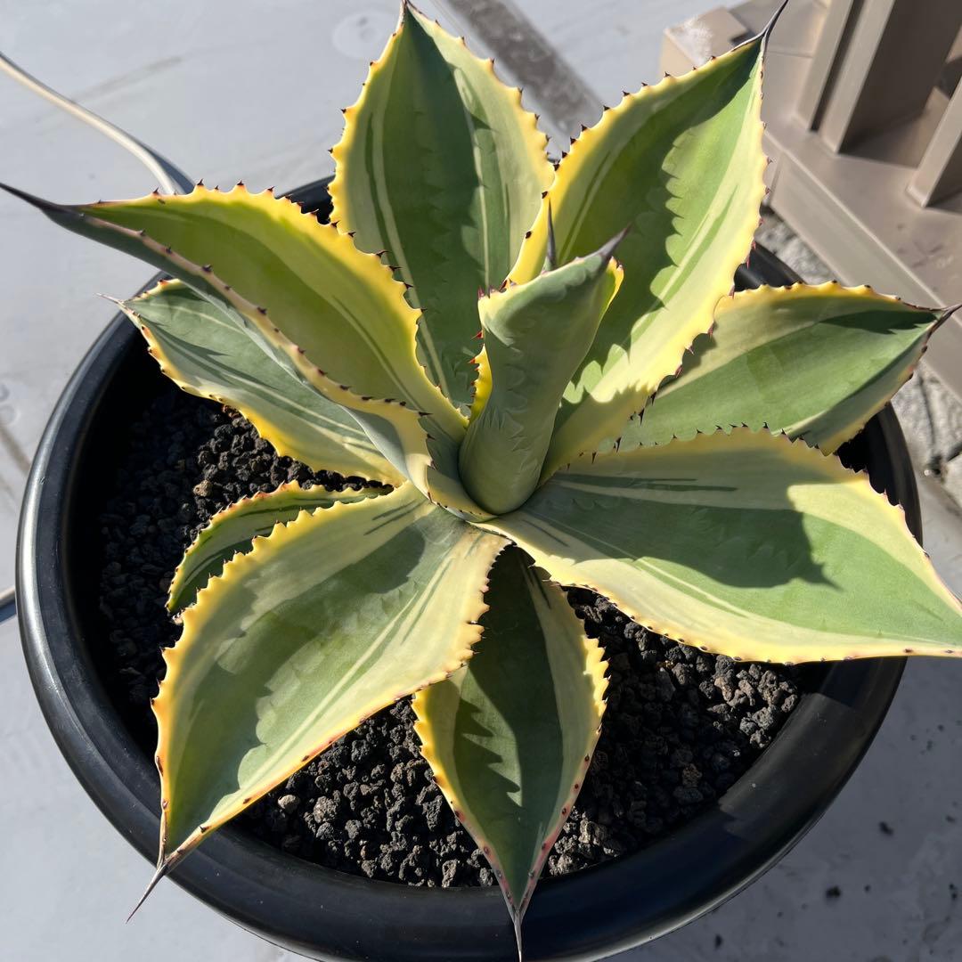 アガベ　リップルエフェクト