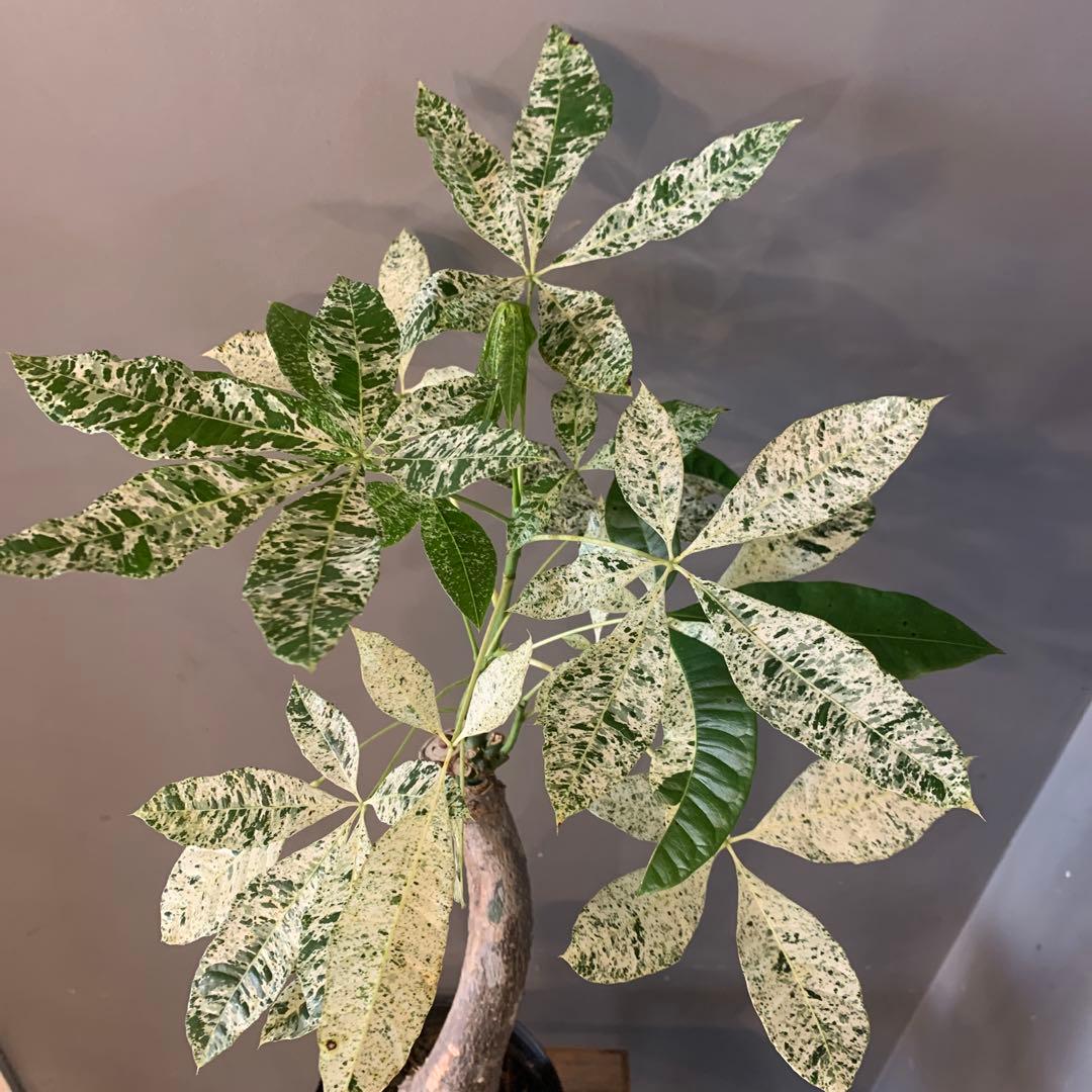 パキラ ミルキーウェイ 2