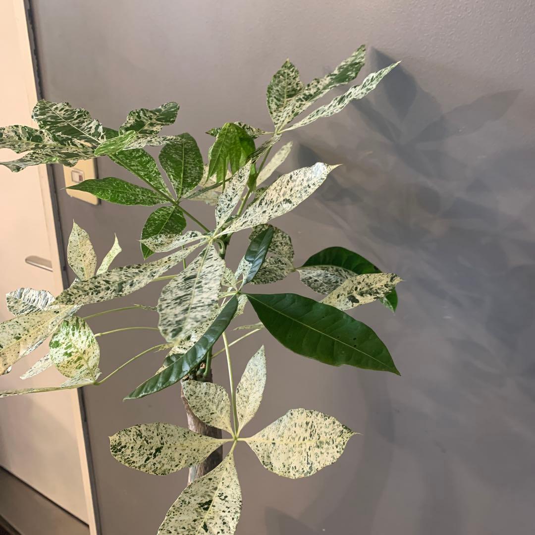 パキラ ミルキーウェイ 2