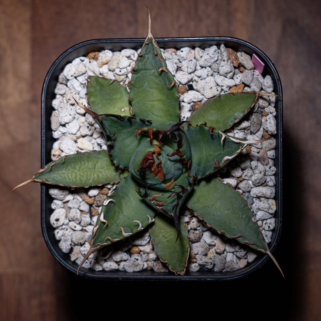 アガベ チタノタ【 エボリスピナ × BB 】