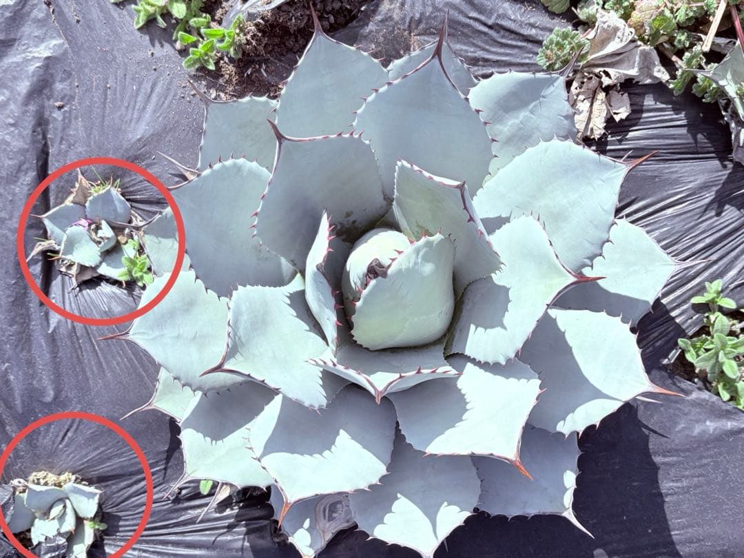 アガベ　吉祥天　子株付き