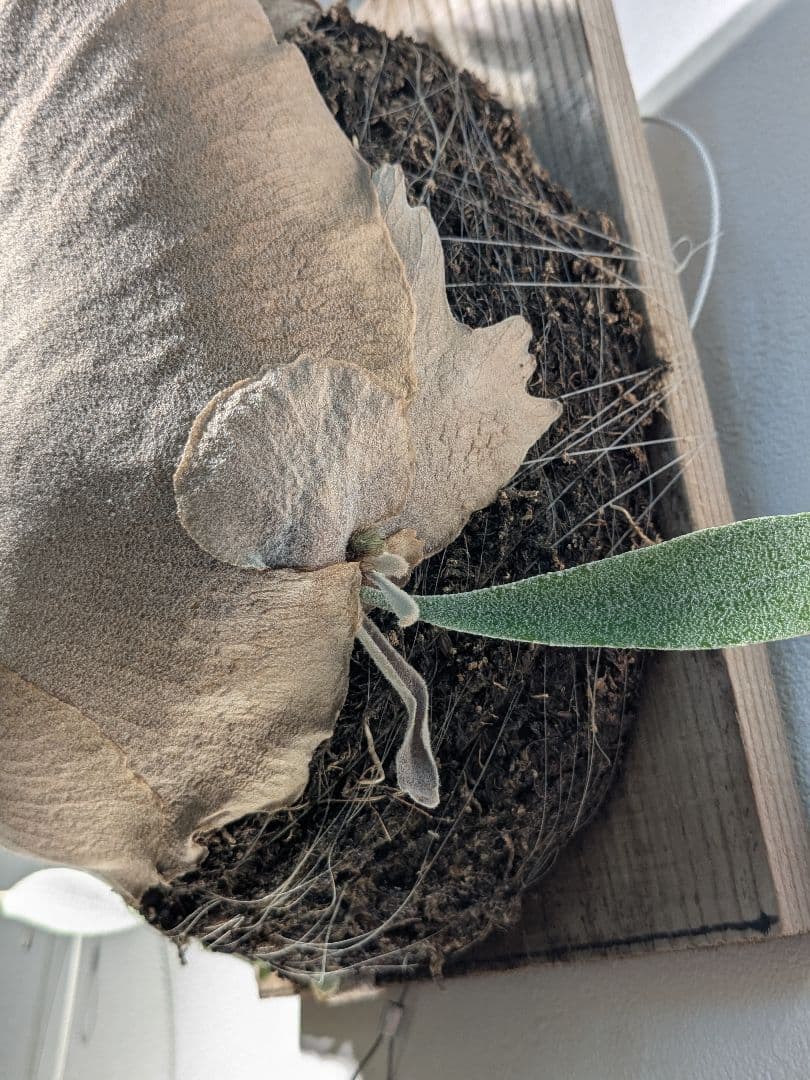 親株Monkey north high shield モンキーノースハイシールド