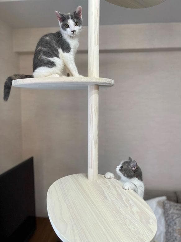 popichan　天然木　突っ張り型キャットタワー 5段 　2ｍ40ｃｍ