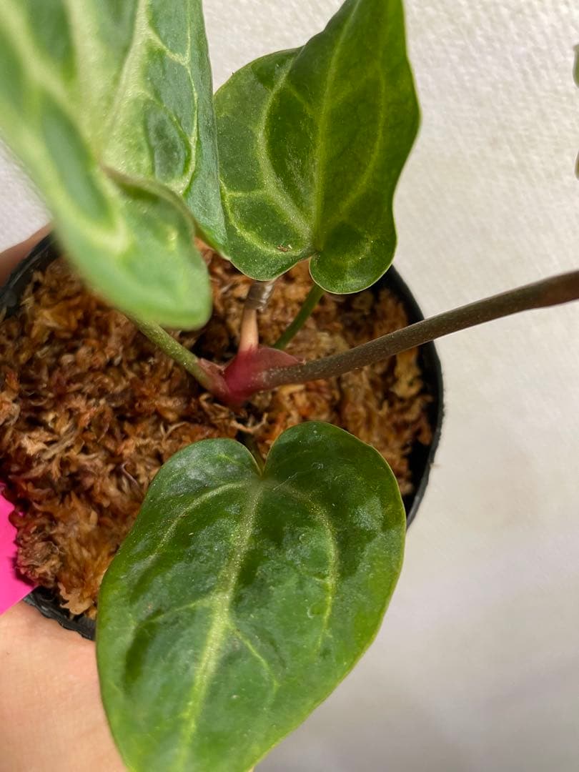 Anthurium Pink lemonade ULTRA✖️レッドクリスタリナム