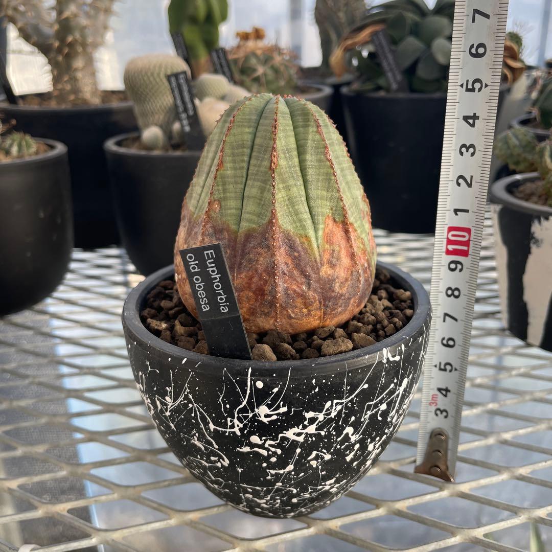 ユーフォルビア オベサ オールド 7.3cm木質化 3号プラ鉢 ペイントカスタム