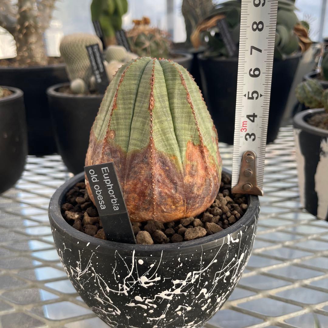ユーフォルビア オベサ オールド 7.3cm木質化 3号プラ鉢 ペイントカスタム
