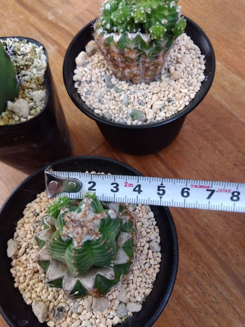 サボテン　アズテキウム　紅籠　接木　大玉プラス群生株3鉢セット❗