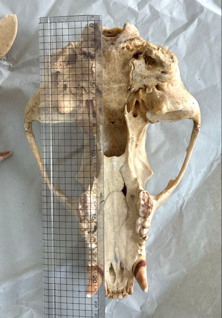 ツキノワグマ　頭骨　頭蓋骨　標本　置物