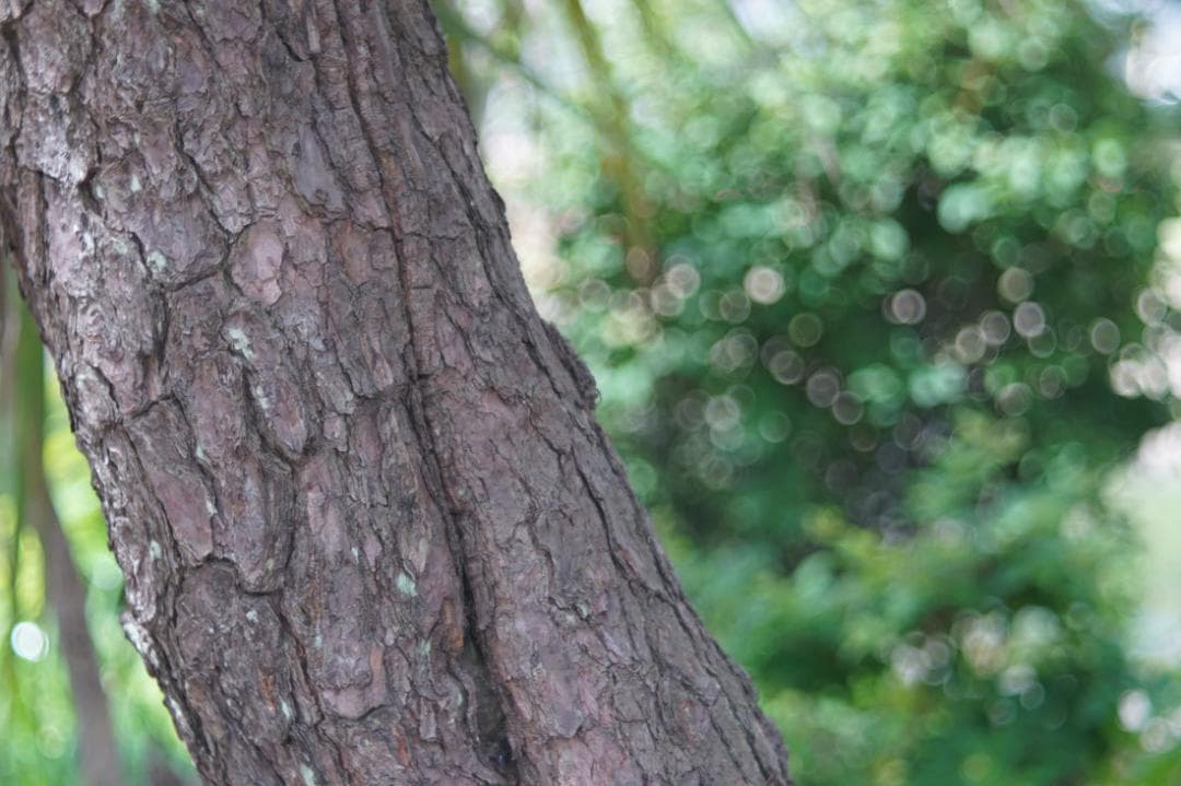 23　未使用　バブルボケレンズ　Diaplan（Pentacon)80mmM42