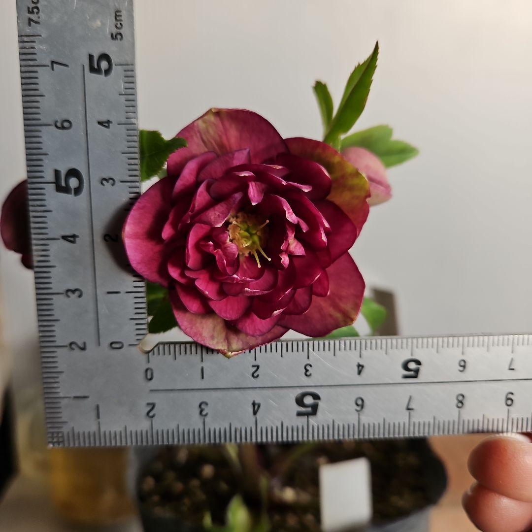 ✿㉖-91クリスマスローズ