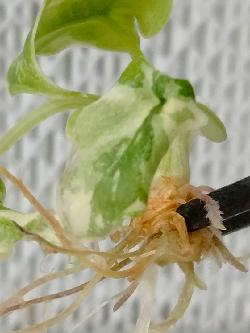 アロカシア メロ アルボ 斑入り Alocasia Melo var