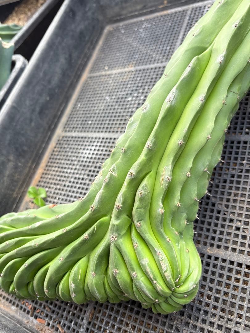 仙人閣　綴化　サボテン