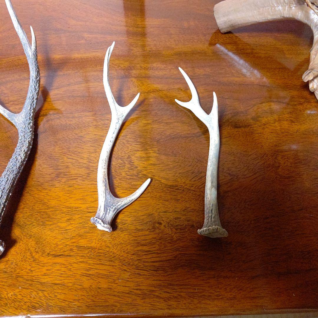 ‼️本物剥製‼️ 日本のキジ‼️プロが剥製‼️オマケ付き(o^－^o)