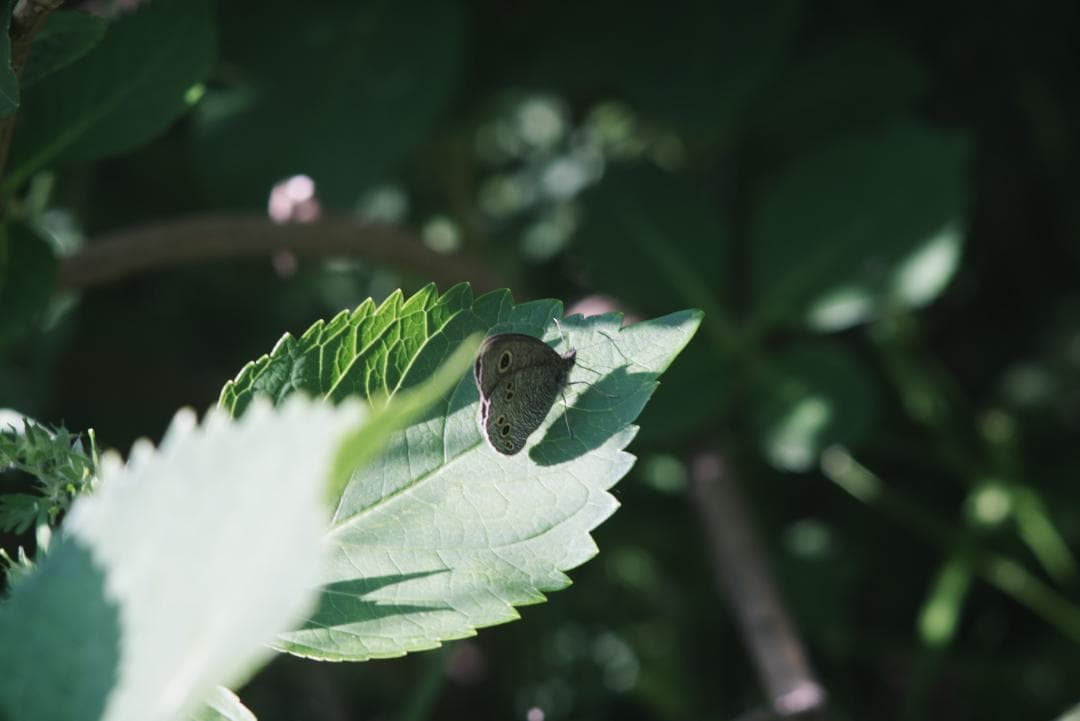 オールド望遠セット！CONTAX Sonnar 135mm＋2倍テレコン