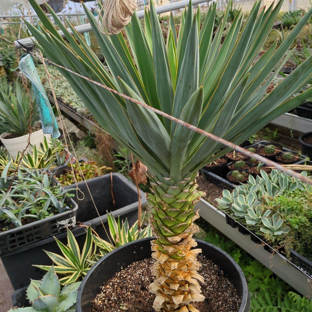 ユッカ グロリオサ 幹立ち アツバキミガヨラン 大株　ドライガーデン アガベ