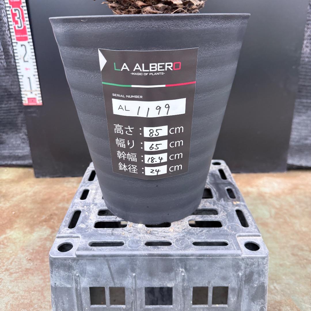 【AL1199】ユッカ　ロストラータ