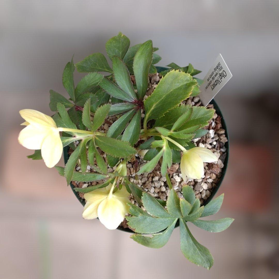 大木ナーセリー✨デュメ☓オーレアピコティ✨ダブル✨クリスマスローズ✨小輪