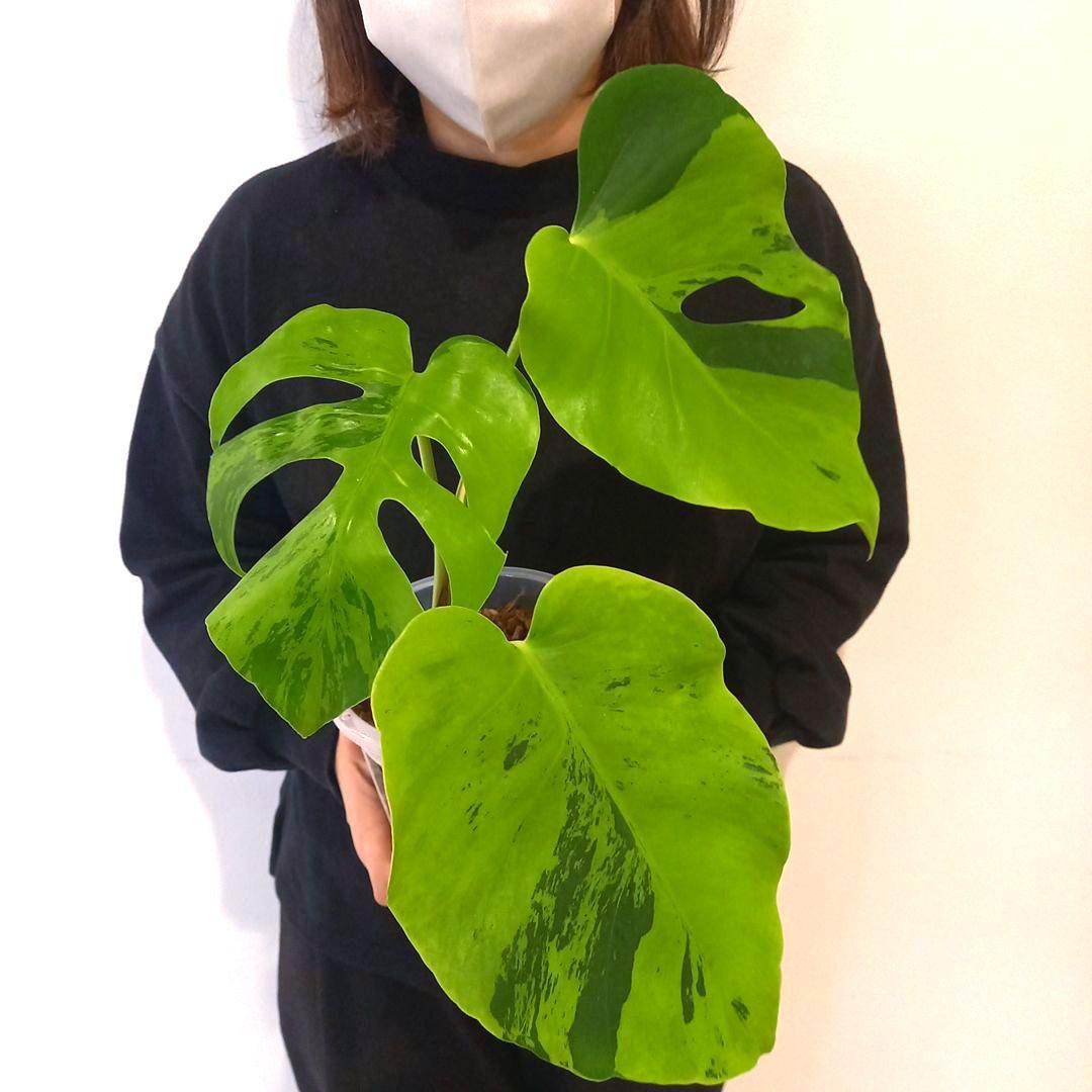 超絶希少 モンステラ デリシオーサ ライトライム（Light Lime）