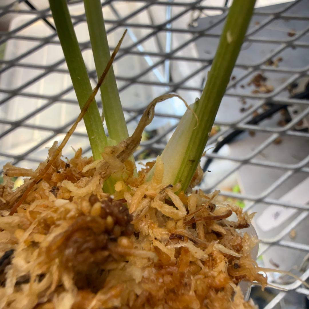 美株 モンステラ レガシー