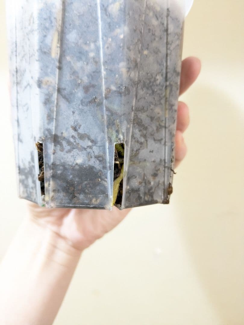 Anthurium アンスリウム　レッドクリスタリナム × KOS