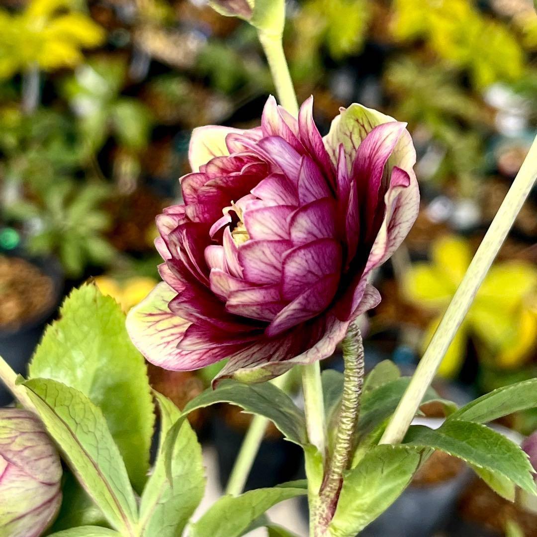 ヒ*イ様 ☘️限定1株☘️未株分け☘️蕾付き☘️3357⭐️アンティークドレスの