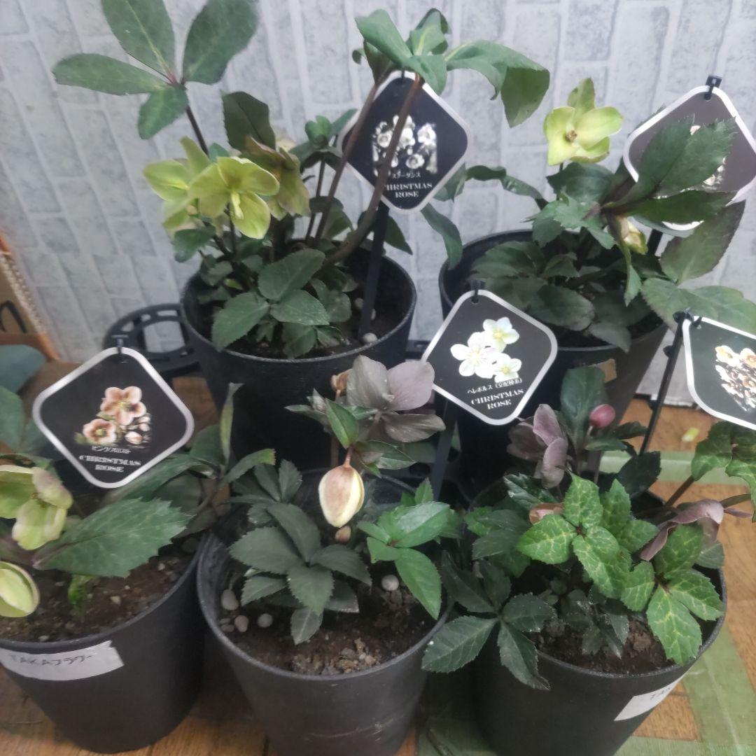 花付きクリスマスローズ⭐️5鉢セット