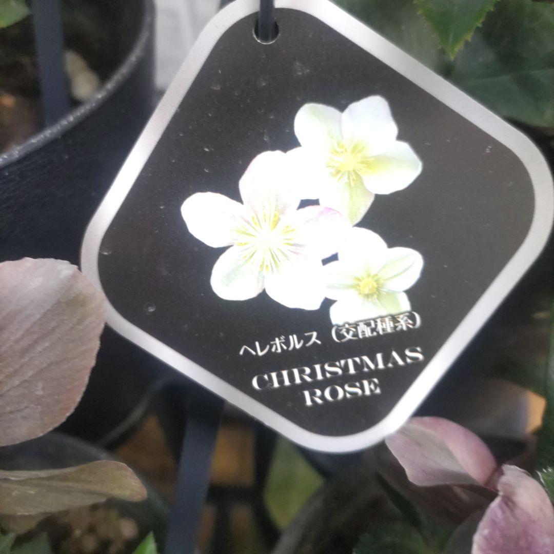 花付きクリスマスローズ⭐️5鉢セット