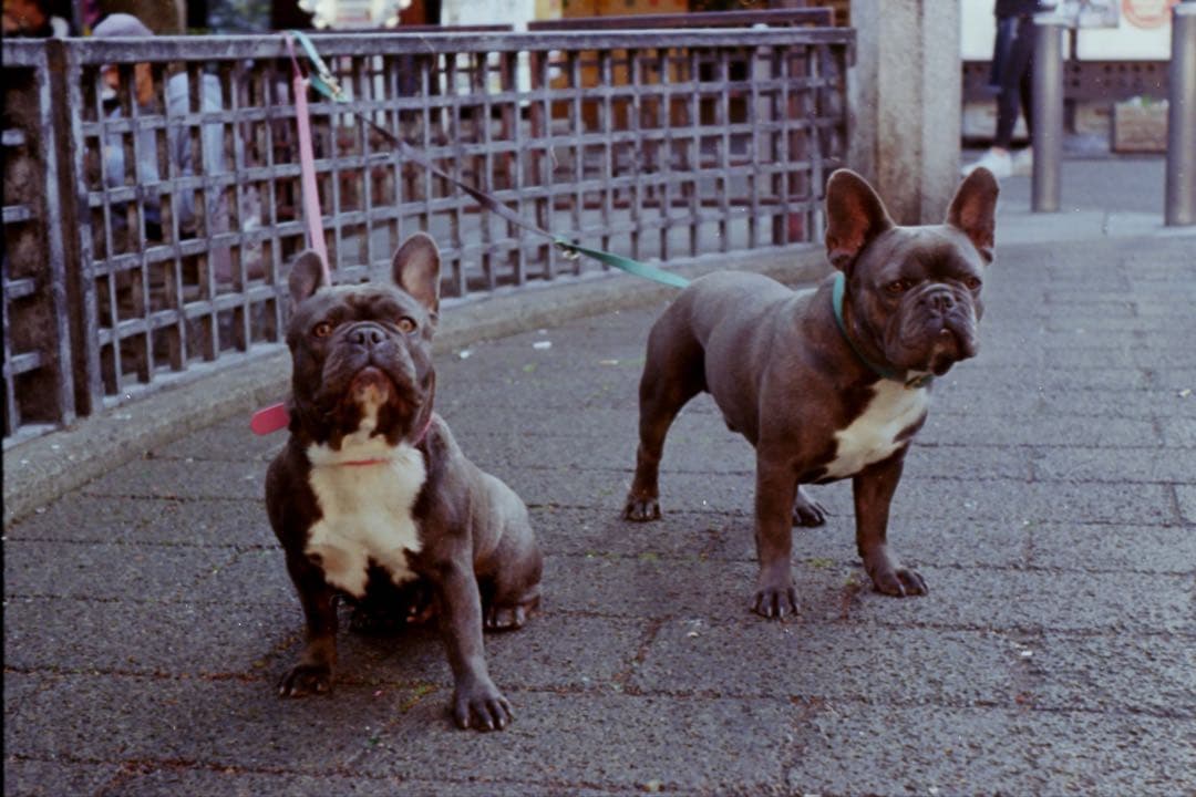 elmar 50mm f3.5 整備済み + フードVALOO・L/Mリング