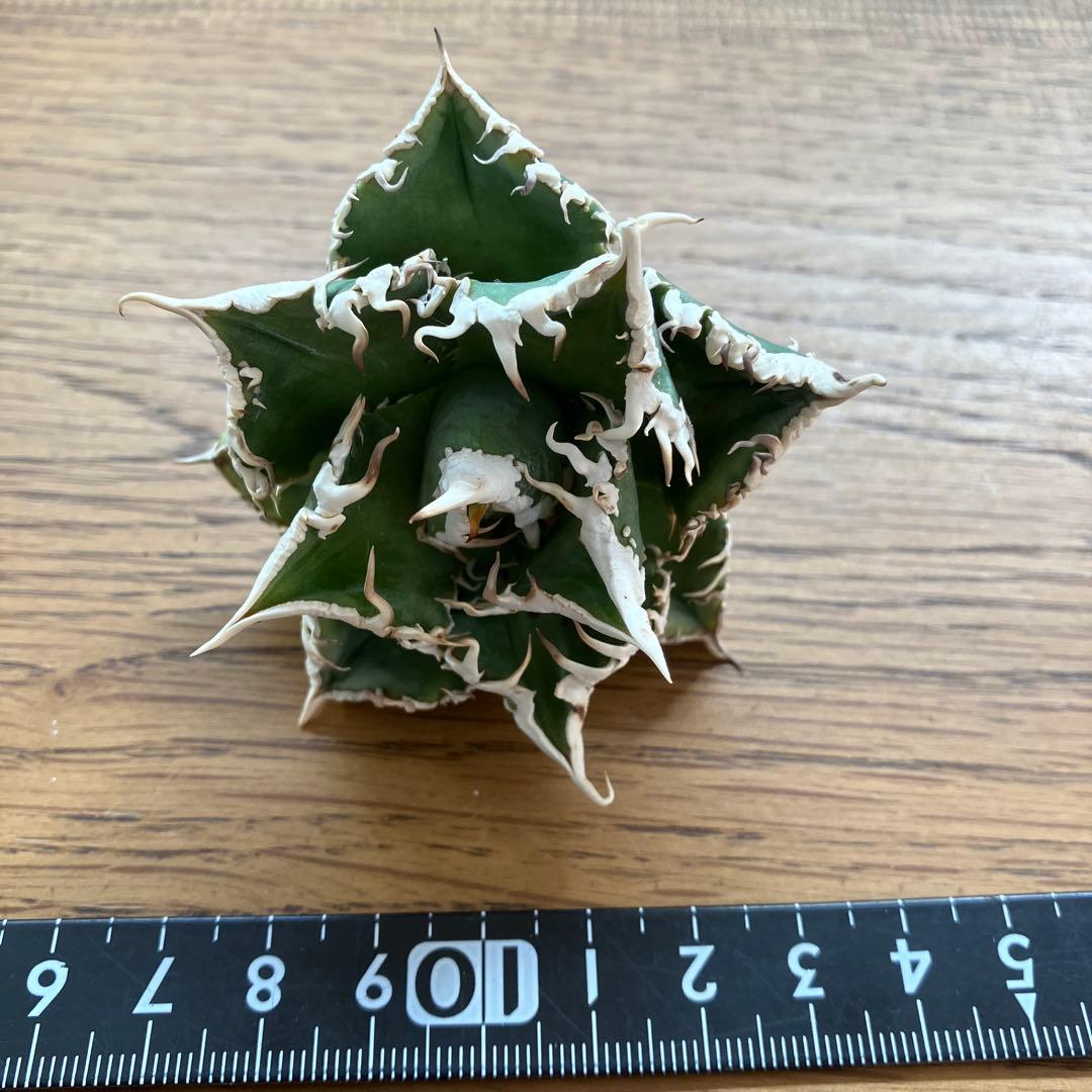 【オークション】10 超選抜　美株　太棘　アガべ　チタノタ　白豪刺　TC