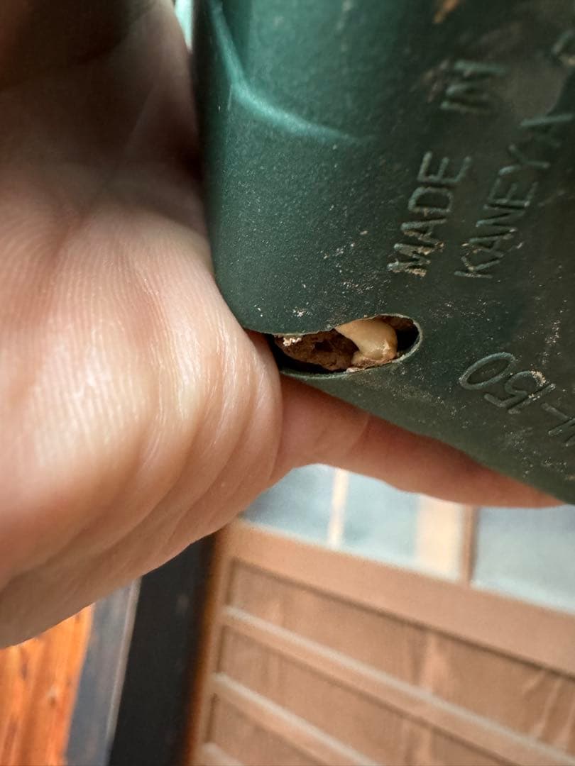 アガベ Agave montana 'Tiffany' 192