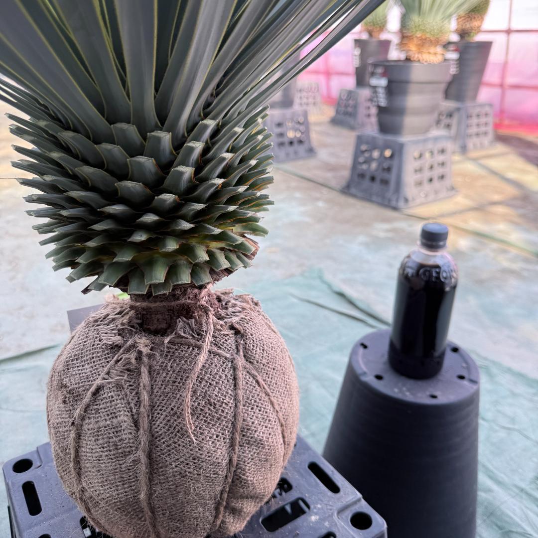 【AL1092】ユッカ　ロストラータ